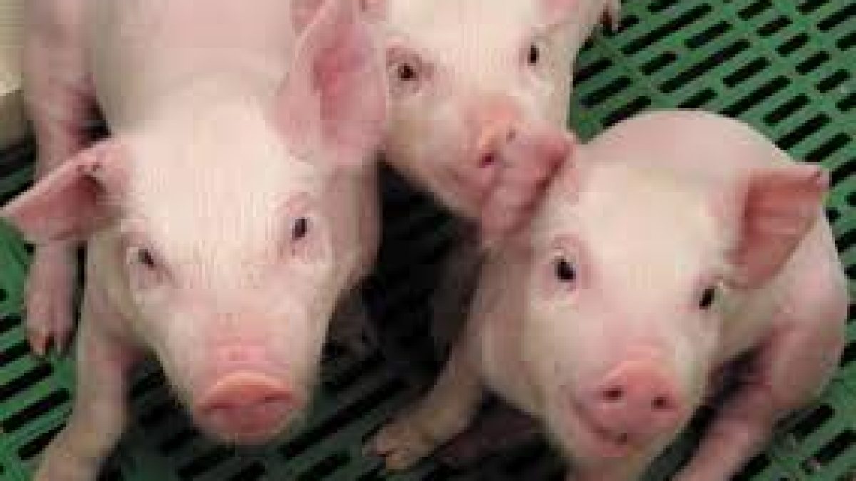 US FDA nod for genetically modified pigs
