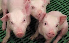 US FDA nod for genetically modified pigs
