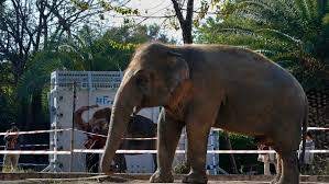 World’s ‘loneliest elephant’ heads to Cambodia from Pakistan