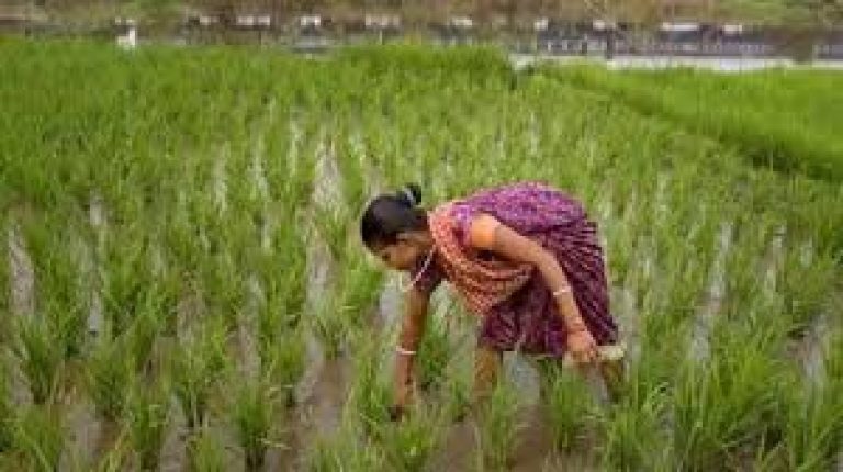 Indian Agriculture contributes to green shoots of the Indian Economy