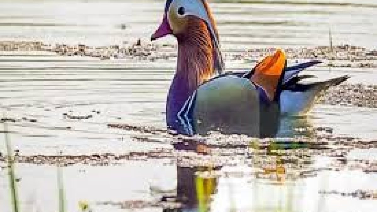 A rare duck created a flutter in Upper Assam