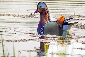 A rare duck created a flutter in Upper Assam