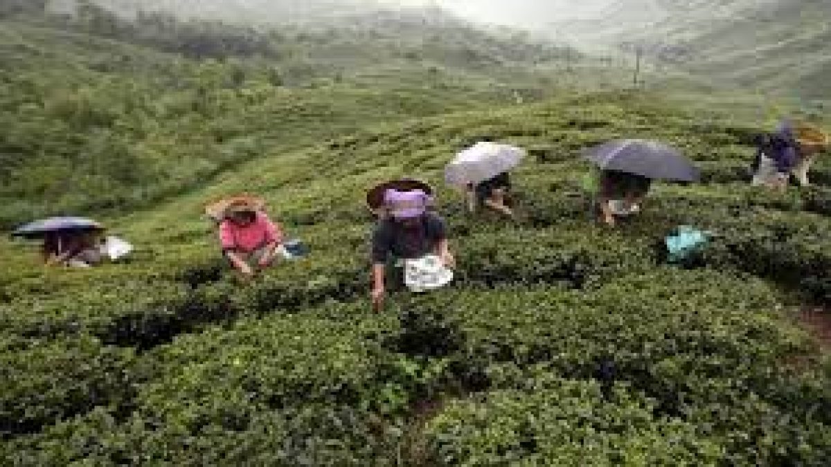 Assam govt increasing daily wage of tea garden workers