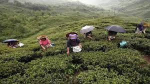 Assam govt increasing daily wage of tea garden workers