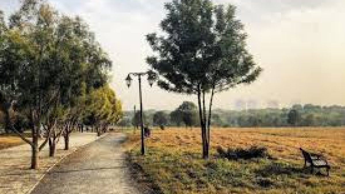 Hyderabad wins ‘Tree Cities of the World’ title