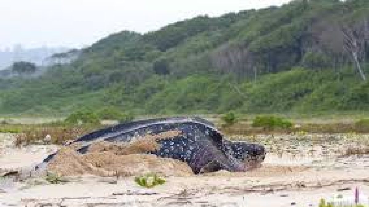 Leatherback nesting sites could be overrun by Andamans project