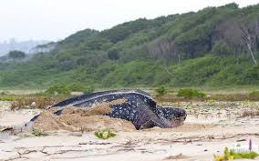 Leatherback nesting sites could be overrun by Andamans project
