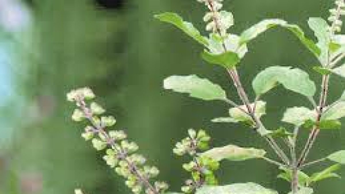 Ministry of AYUSH informed Parliament about Medicinal plants