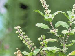 Ministry of AYUSH informed Parliament about Medicinal plants