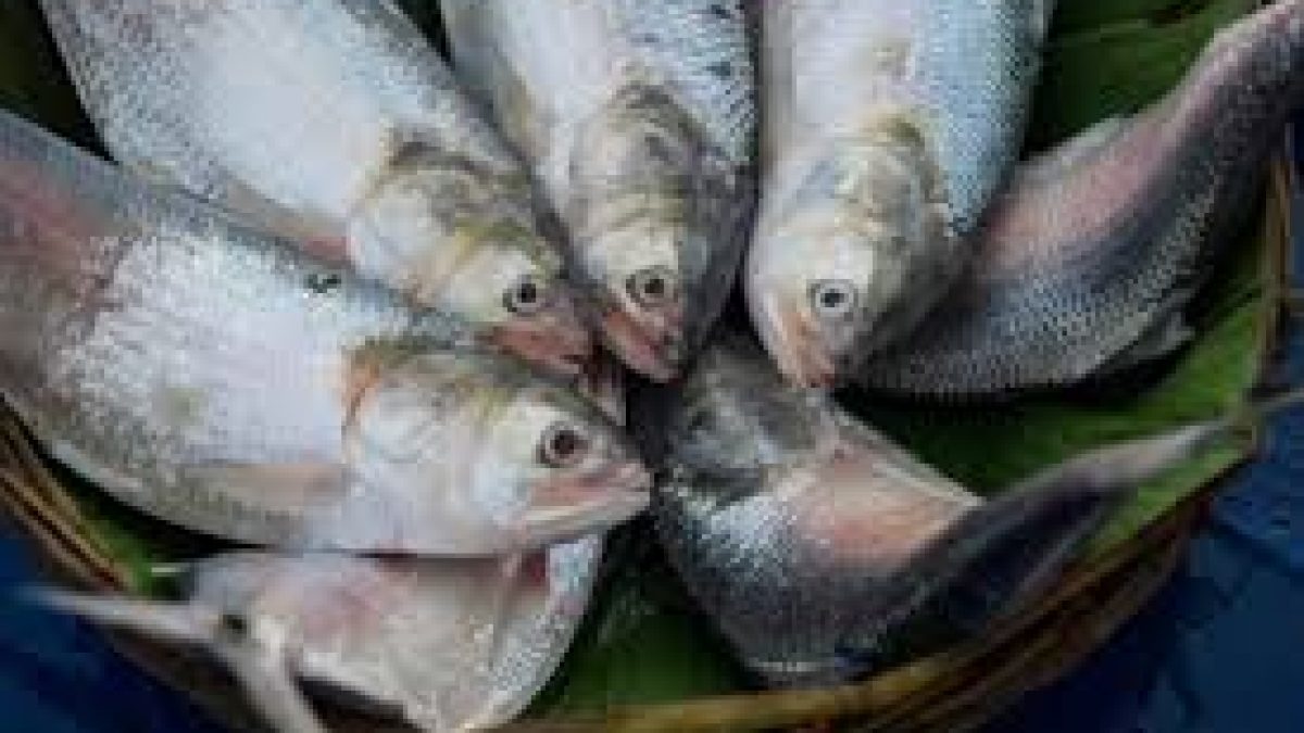 The Farakka ‘lock’ and hilsa