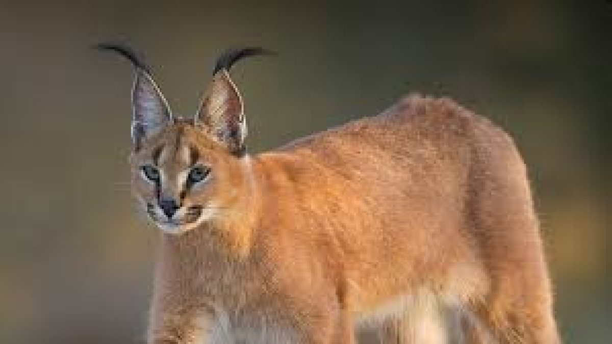 The caracal now critically endangered