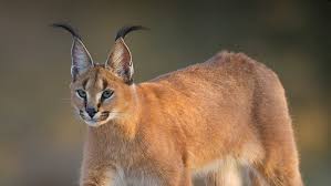 The caracal now critically endangered