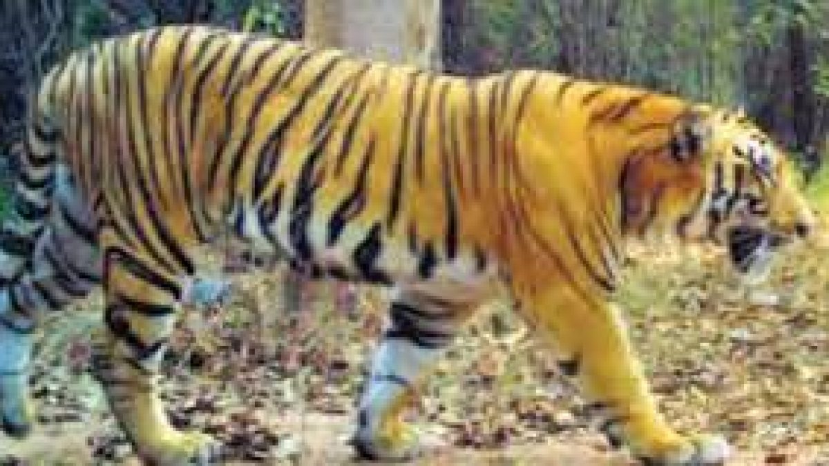 Eight-year-old boy killed by tiger in Karnataka's Kodagu