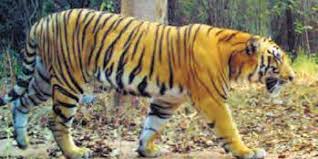 Eight-year-old boy killed by tiger in Karnataka's Kodagu