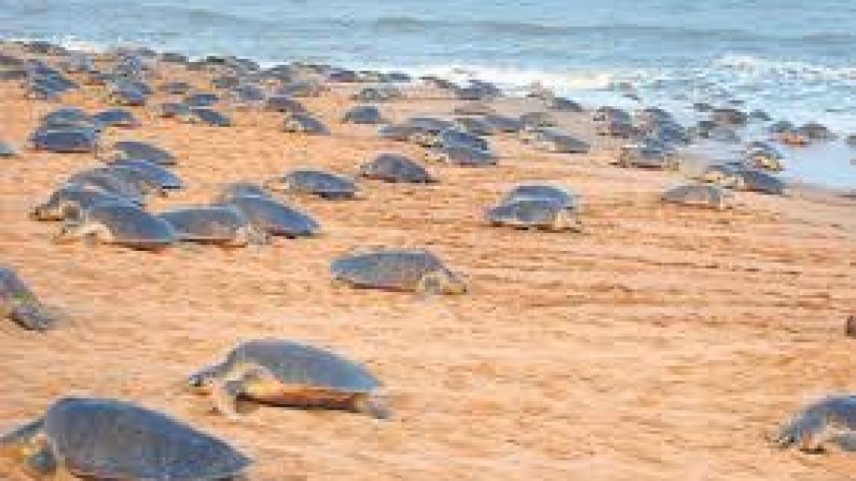 Experts panel takes stock of turtle conservation