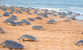Experts panel takes stock of turtle conservation