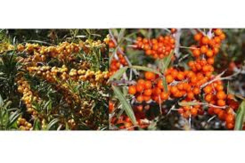 Himachal Pradesh wants to start seabuckthorn plantations