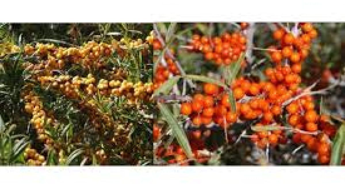 Himachal Pradesh wants to start seabuckthorn plantations