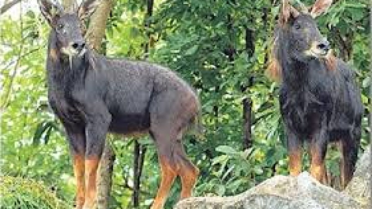 In a ‘first’, Himalayan Serow spotted in Assam
