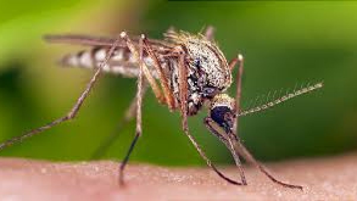Mosquito protein inhibits number of viruses raises hope against Covid too