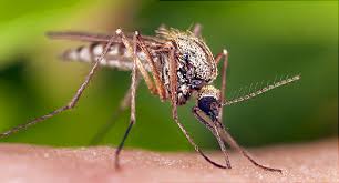 Mosquito protein inhibits number of viruses raises hope against Covid too