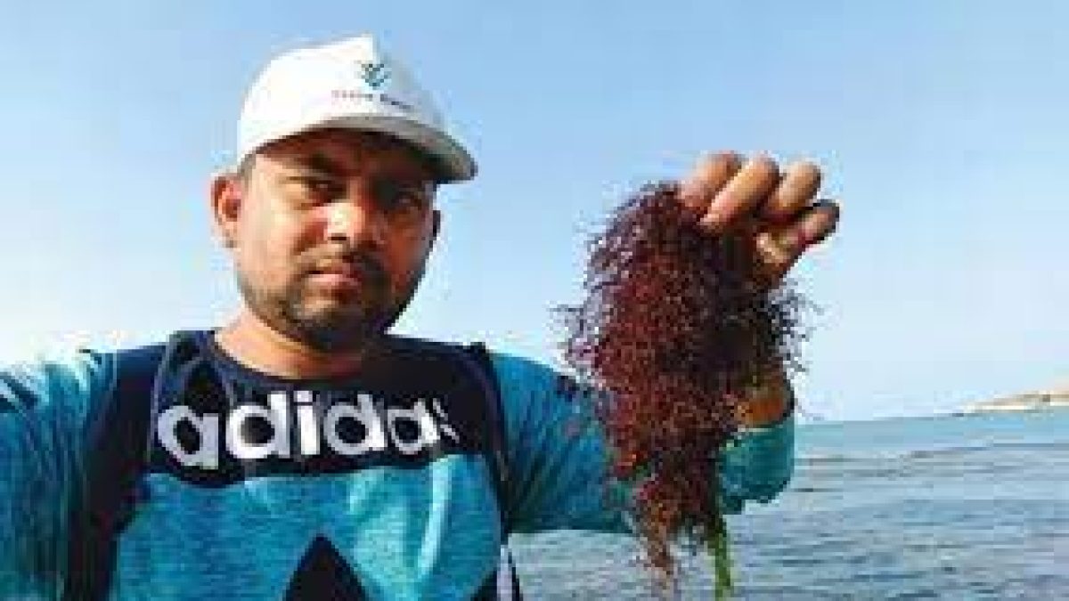 New species of red algae seen in West, South East Indian coast