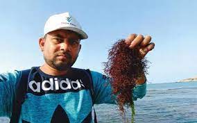 New species of red algae seen in West, South East Indian coast
