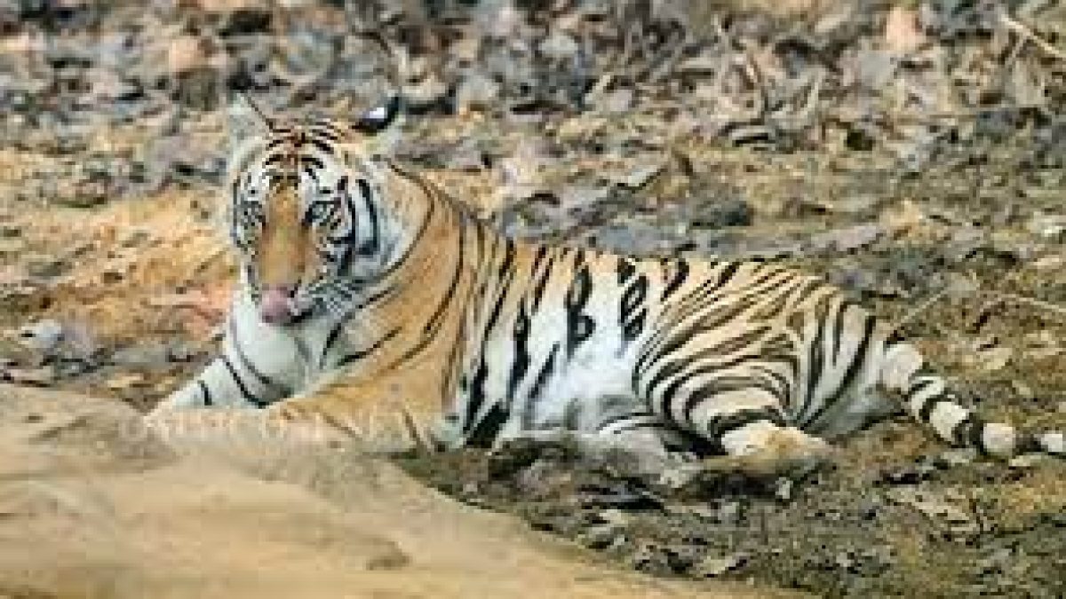 Odisha sends back tigress from Satkosia reserve to Madhya Pradesh