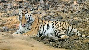 Odisha sends back tigress from Satkosia reserve to Madhya Pradesh