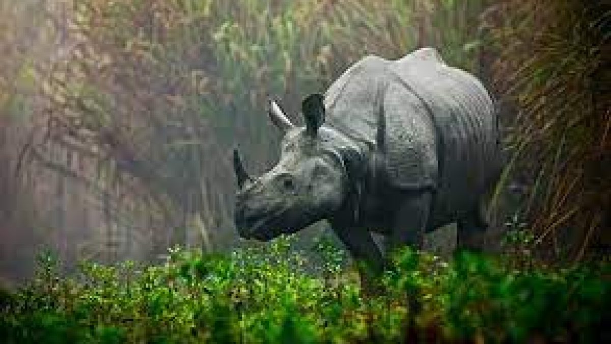 Political parties are frequently invoking rhinos in Assam