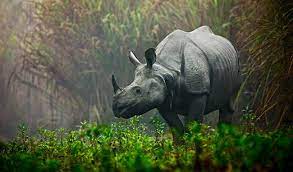 Political parties are frequently invoking rhinos in Assam