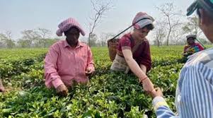 Political significance of Assam’s tea garden workers