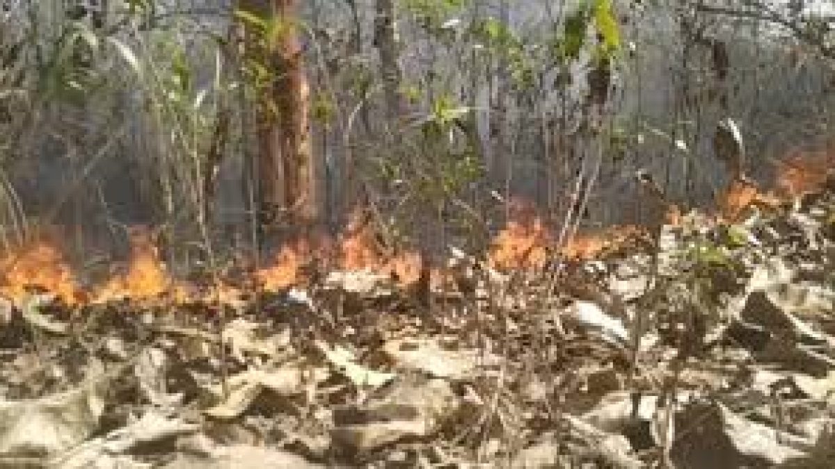 Simlipal forest Fire finally brought under control
