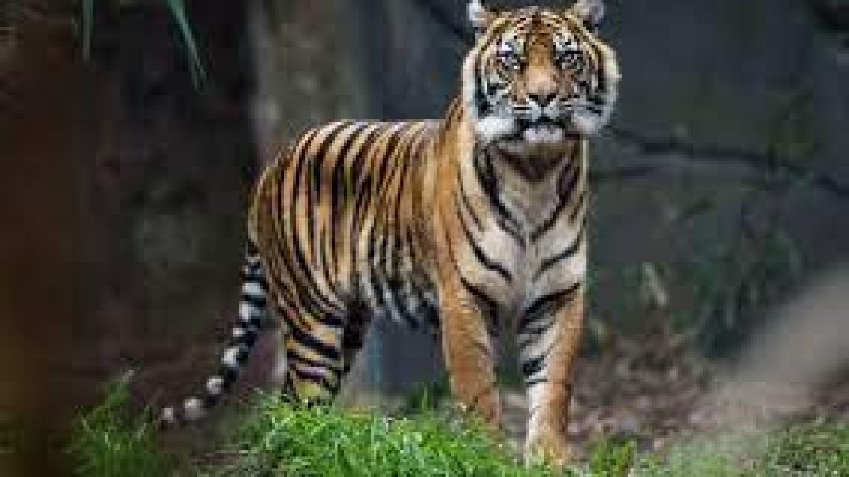 Six tigers ‘missing’ in Ranthambore