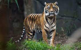 Six tigers ‘missing’ in Ranthambore