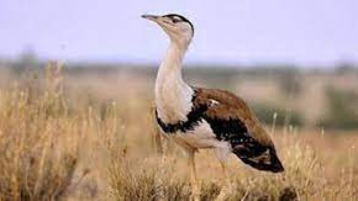 Supreme Court's steps to protect Great Indian Bustard