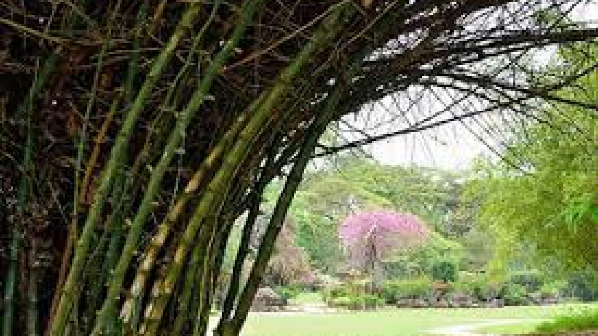 ‘Gregarious bamboo flowering’ in WWS a threat to wildlife