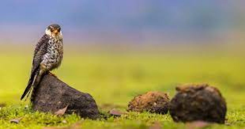 Bustard poaching in Pakistan desert shocks wildlife activists