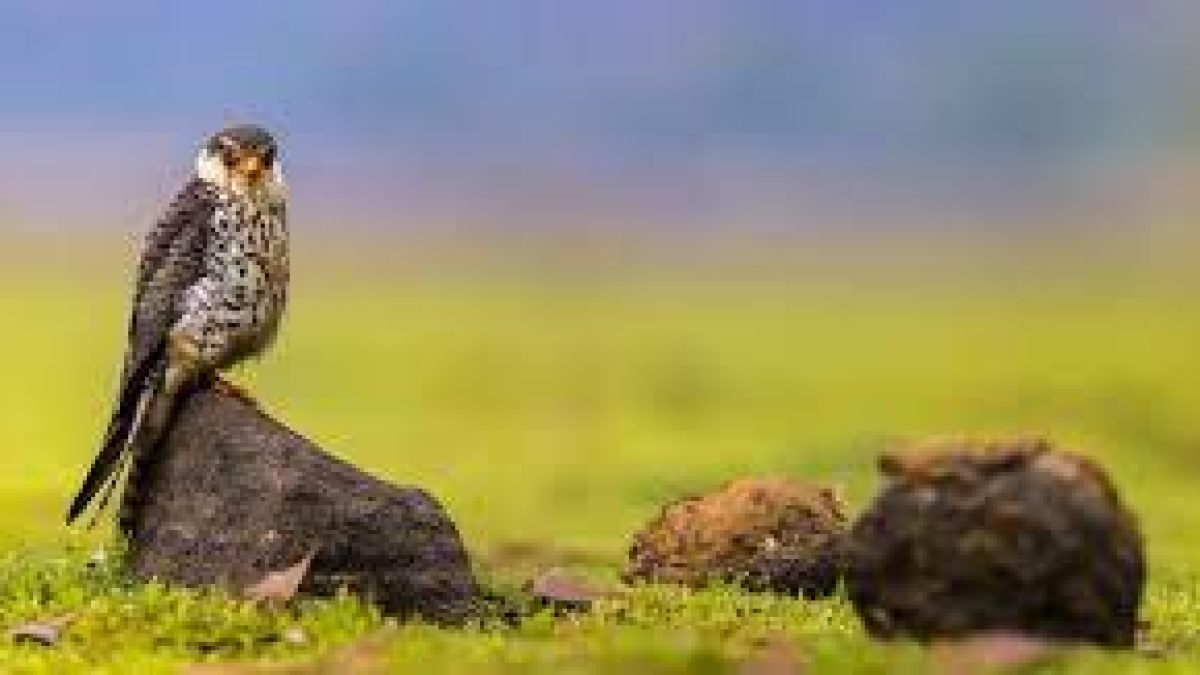 Bustard poaching in Pakistan desert shocks wildlife activists