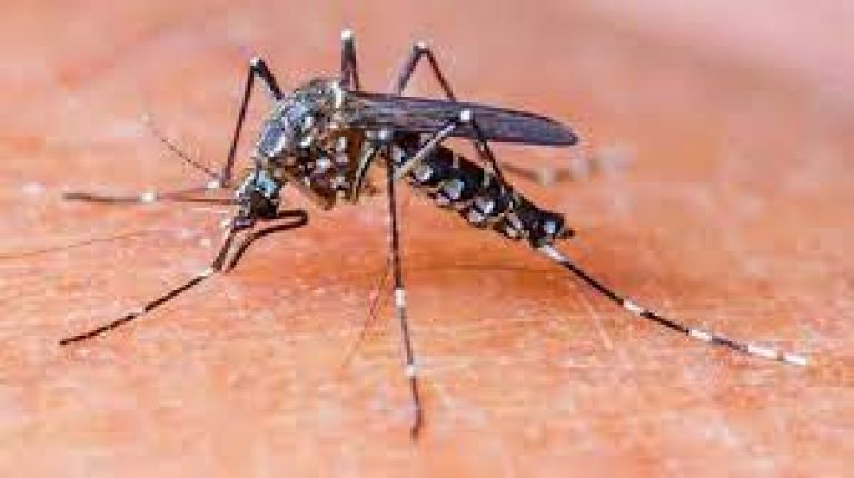 Culex or common house mosquitoes that have resurfaced in Delhi