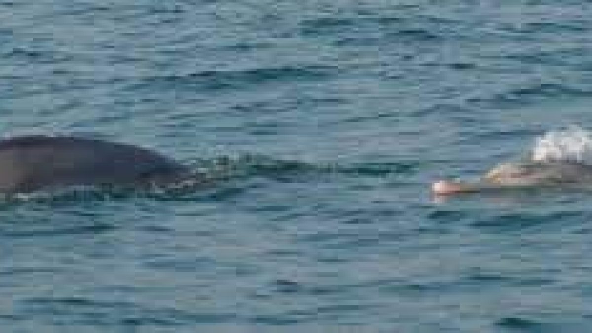 Dolphin boom in Odisha’s Chilika lake