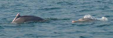 Dolphin boom in Odisha’s Chilika lake