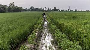Groundwater depletion may reduce winter cropping intensity by 20% in India