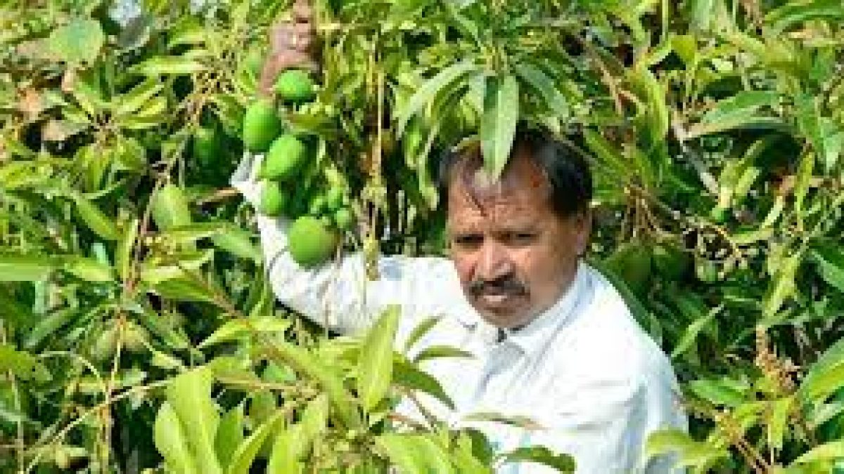 Kota farmer develops mango variety that bears fruits round the year