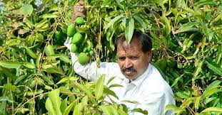 Kota farmer develops mango variety that bears fruits round the year