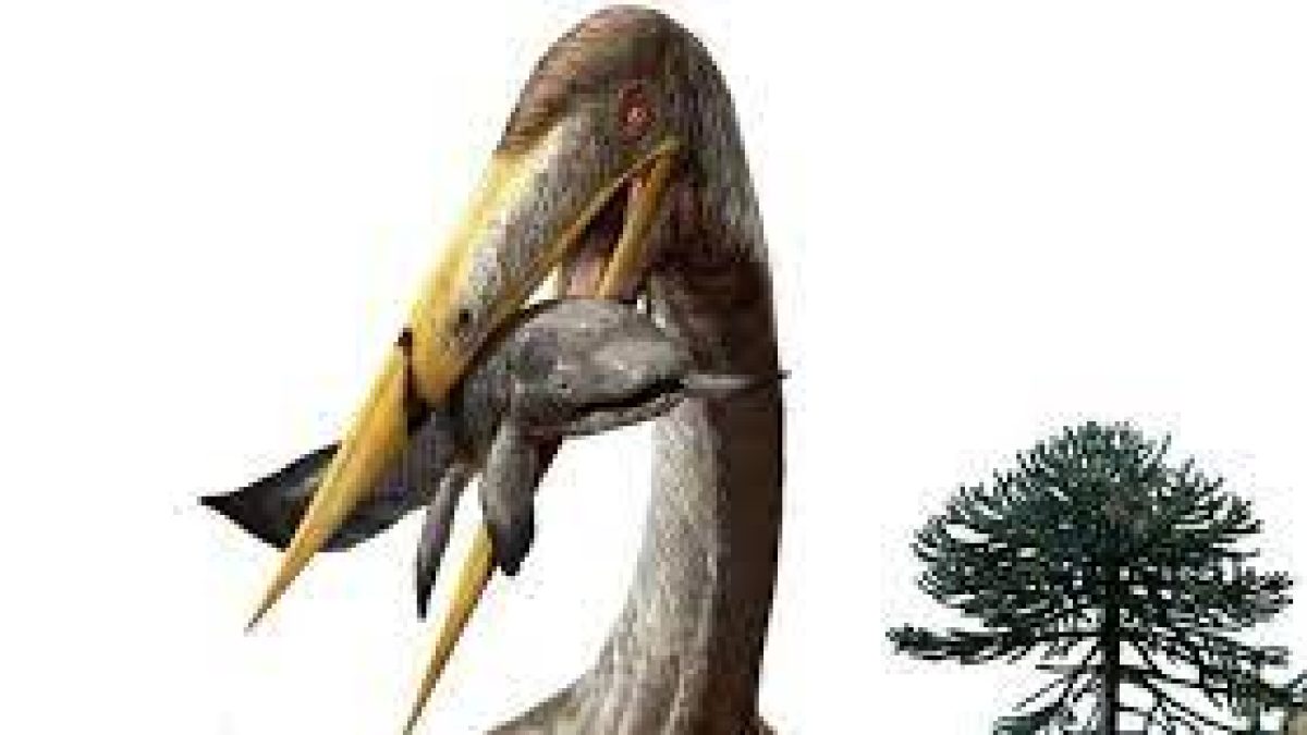 Largest ever flying creatures had longer necks than giraffes