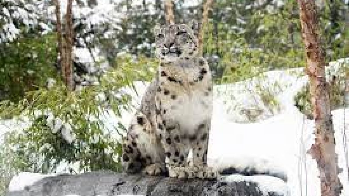 Many endemic species can go extinct unless Paris pact goal is met