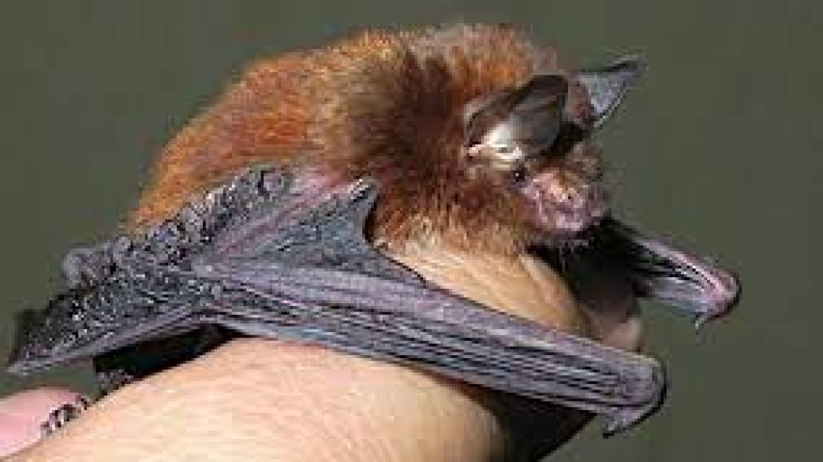 Meghalaya records India’s first bat with sticky disks