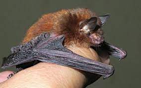 Meghalaya records India’s first bat with sticky disks
