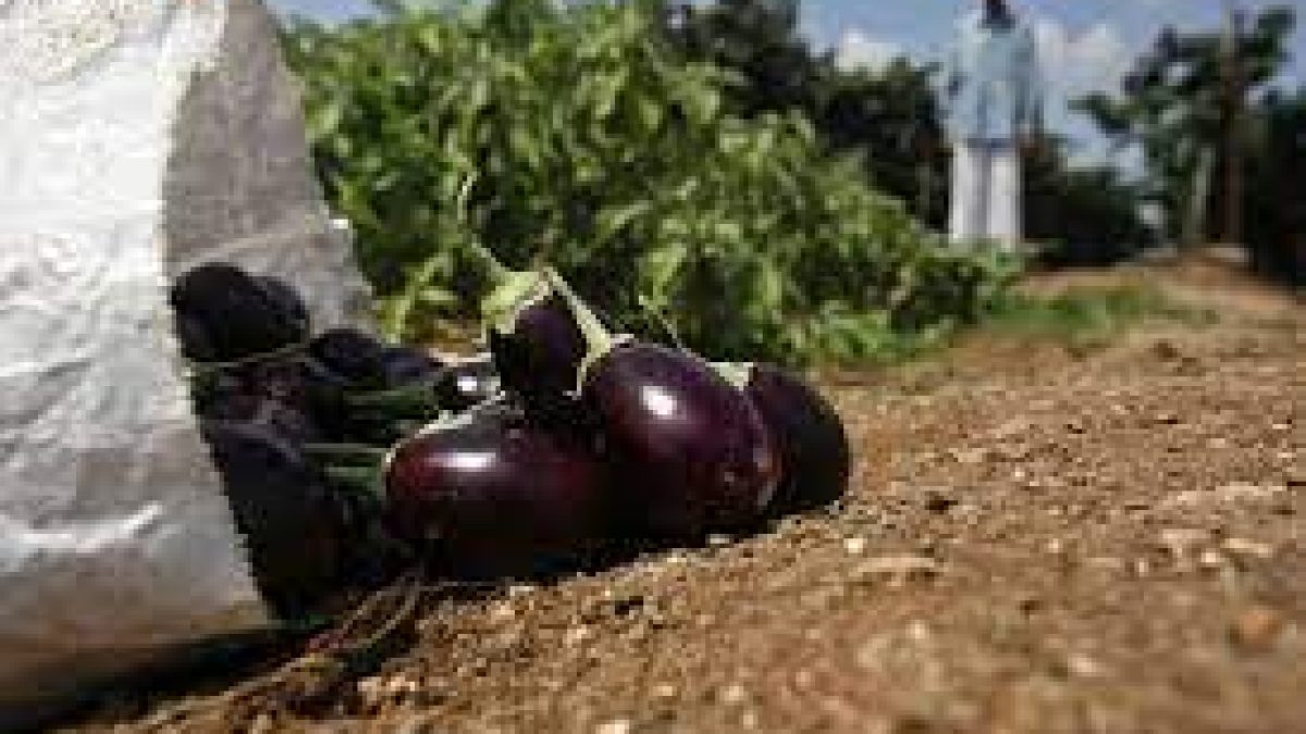 New nutrient rich crop & vegetable varieties of Punjab